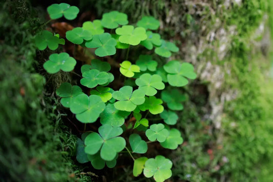 Luck Stones: Top 20 Crystals For Good Luck｜Touch Vintage