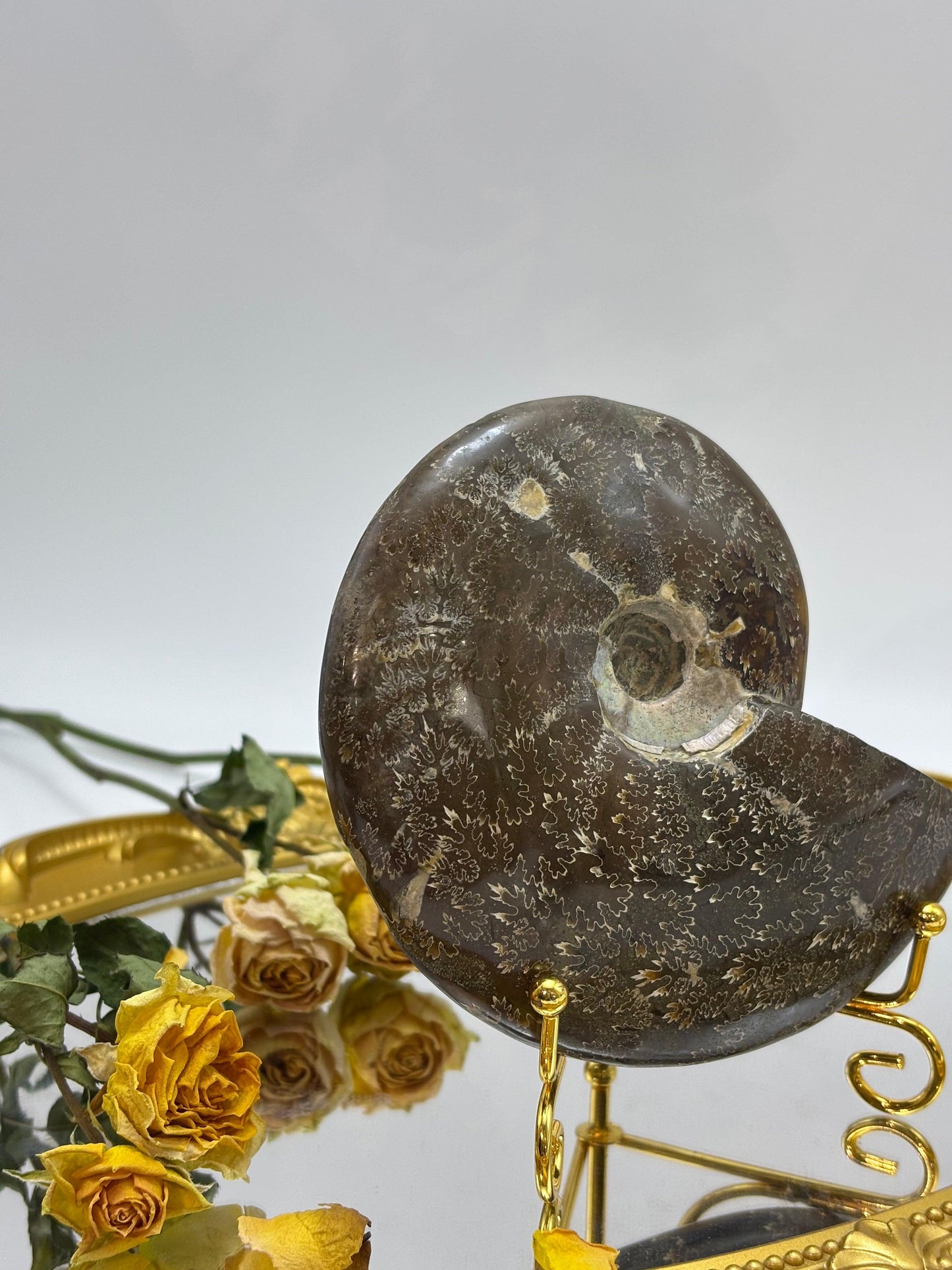 Fossilized Conch|You Pick - Touch Vintage 