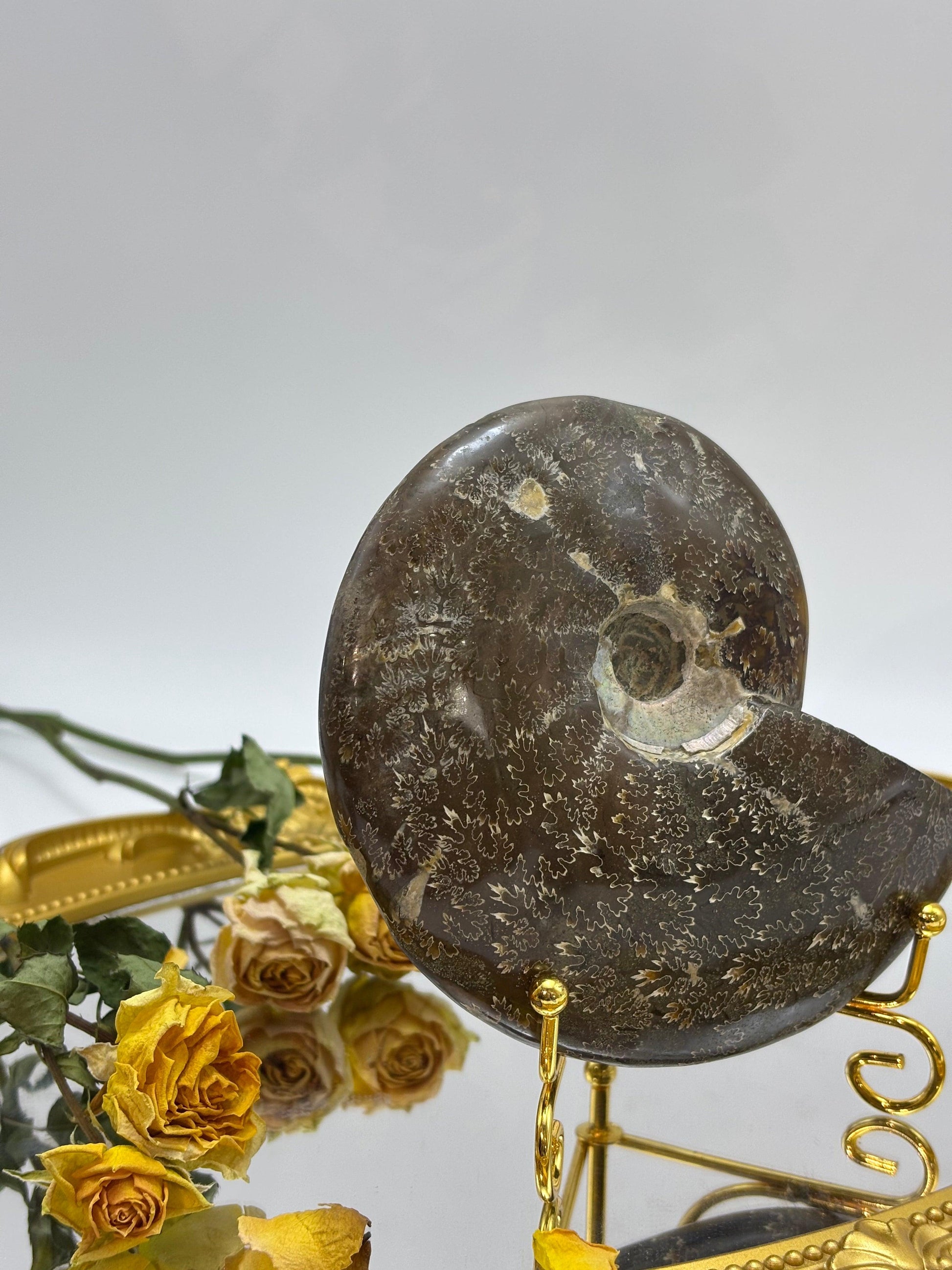 Fossilized Conch|You Pick - Touch Vintage 