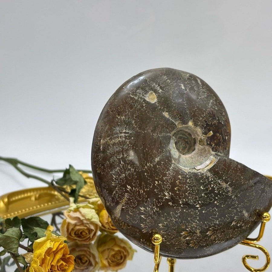 Conch Shell Relics Big Fossilized Conch Shell - Unique Selection – Touch Vintage