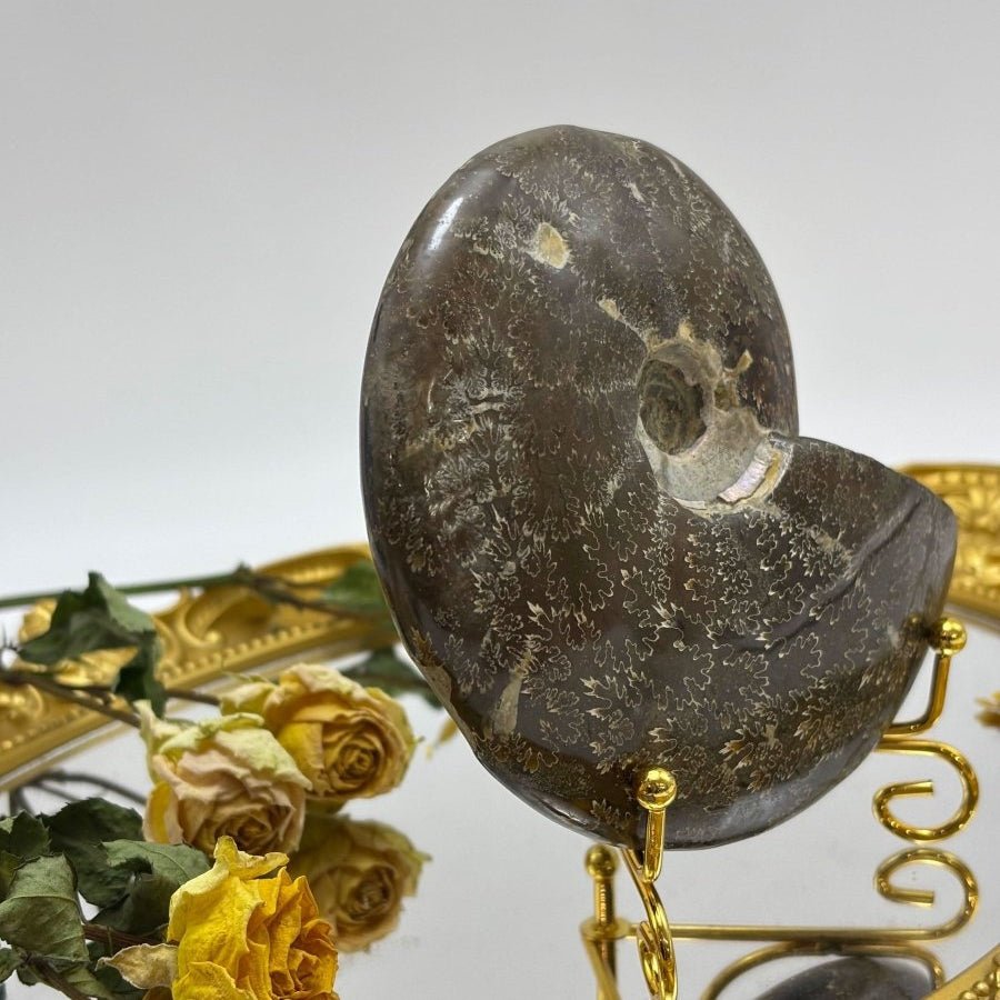 Conch Shell Fod Big Fossilized Conch Shell - Unique Selection – Touch Vintage