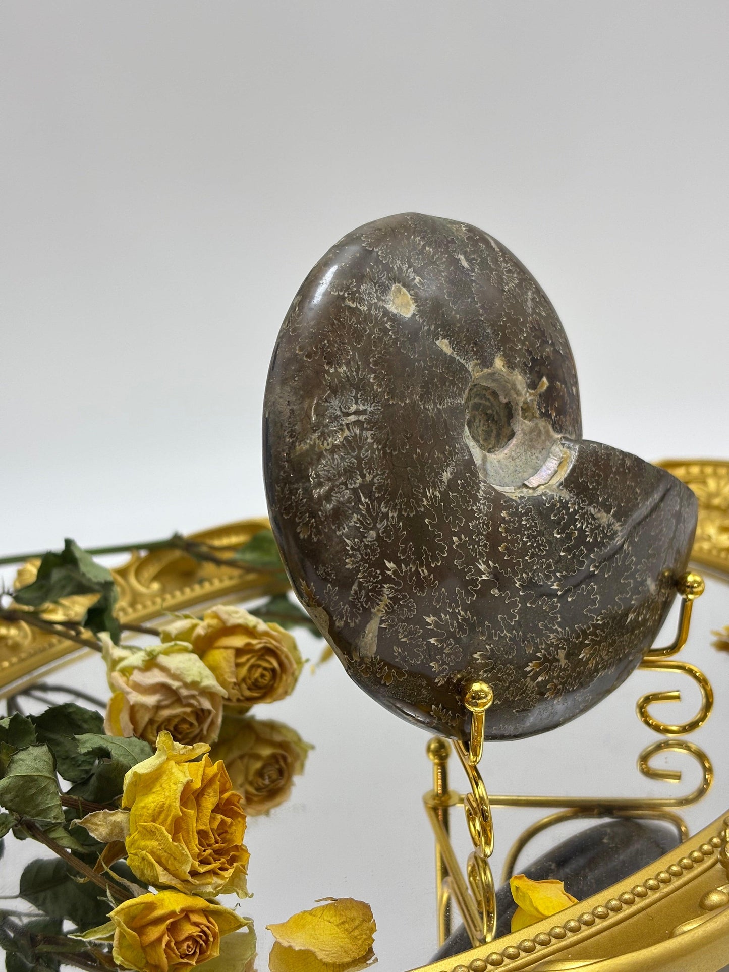 Fossilized Conch|You Pick - Touch Vintage 